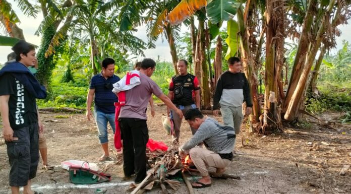 Penggerebekan Judi Sabung Ayam di Pinrang Gagal Terus, Ada Apa? pinrang