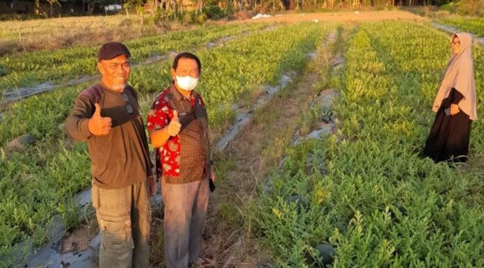Jarang Dilakukan, Ini Kisah Pemuda di Pinrang yang Menggeluti Pertanian Organik pinrang