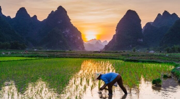 Musim Tanam April-September di Pinrang, Begini Imbauan Komisi Irigasi Musim tanam