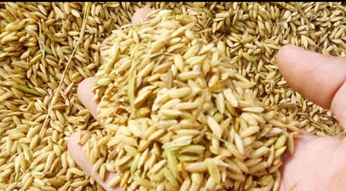 Kasihan, Setiap Satu Karung Gabah Petani di Pinrang Dipotong 10 Kilogram oleh Pedagang ktna