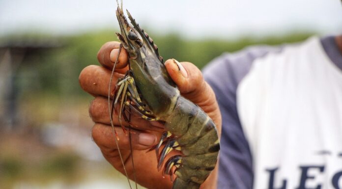 32 Tahun Menanti, Saluran Irigasi Tambak di Wakka Pinrang Kini Dikerjakan, Segini Anggarannya tambak
