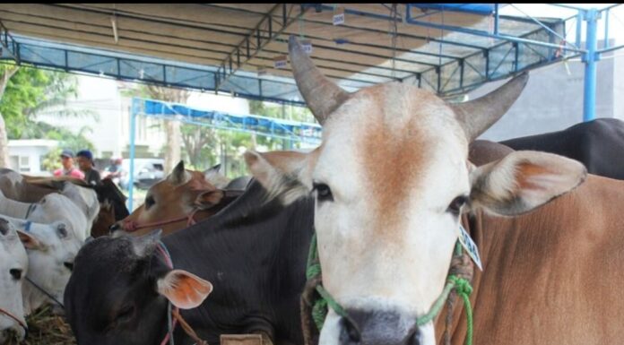 Jelang Iduladha, Pemkab Bakal Larang Hewan Ternak Masuk Pinrang Tanpa Surat Kesehatan pinrang