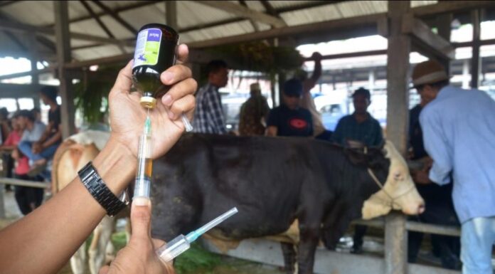 pmk sapi