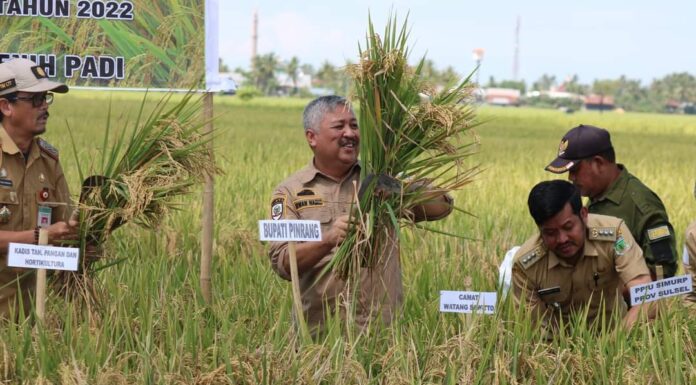 Melimpah, Hasil Panen Padi di Pinrang Tembus 12 Ton per Hektar pinrang