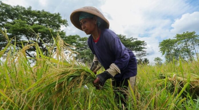 Soal Pengerjaan Irigasi di Pinrang, Begini Harapan Para Petani pinrang