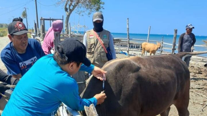 Disnakbun Pinrang Sukses Tekan Angka PMK Hewan Ternak Disnakbun Pinrang
