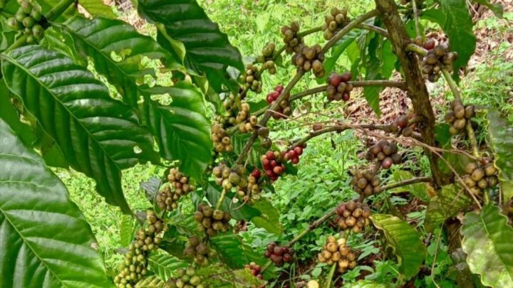 Bibit kopi robusta