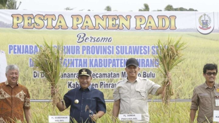 Klaim Pemkab Soal Pertanian Meleset, Performa Sektor Unggulan Pinrang Justru Terjun Bebas Bps pinrang