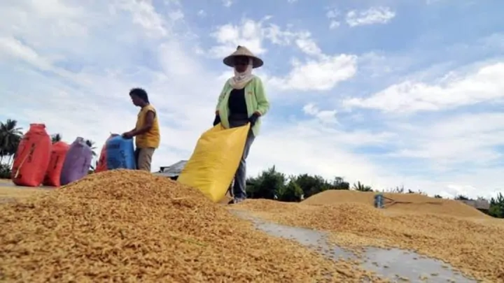 Keringkan Dulu Baru Diangkut, Petani Pinrang: Solusi 'Goblok' dari Bulog bulog
